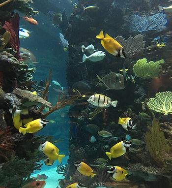 aquarium with fish inside at Chart House, Las Vegas