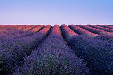 Vibrant Lavender Fields at Sunset in Provence. Image by Le sixième rêve.
