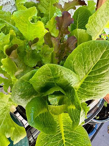 pot with lettuces growing
