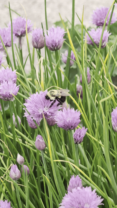 Even bees appreciate the delicious flavor of chives.  Video by Physical  Pixel.