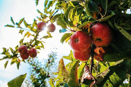 Apple picking is a staple in fall in America. Image by Tom Swinnen.