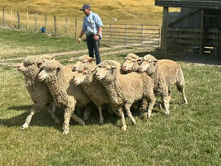Pencarrow Lodge, a working sheep farm near Wellington, New Zealand.   Image by Christianne Klein. 