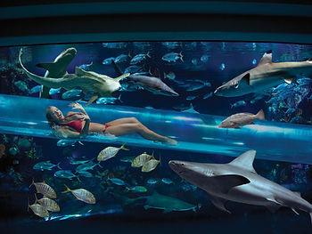 a woman in tube surrounded by sharks. 