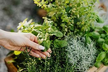 Woman planting basil and herbs.  Image by Kaboompics.com. 