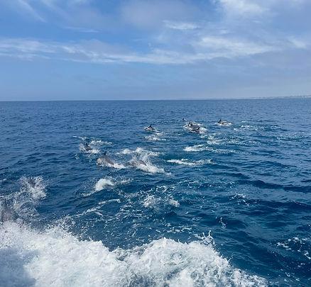 Dolphins playing in our wake. Image by Christianne Klein.