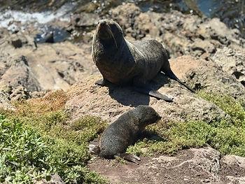 New Zealand fur seal and pup at Natures Wonders near Dunedin, New Zealand.  Image by Christianne Klein. 