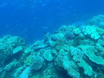 Coral and fish at The Great Barrier Reef.