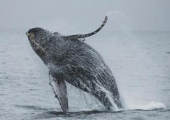 Humpback whale breaching the water off the coast of California. Image by Andre Estevez.