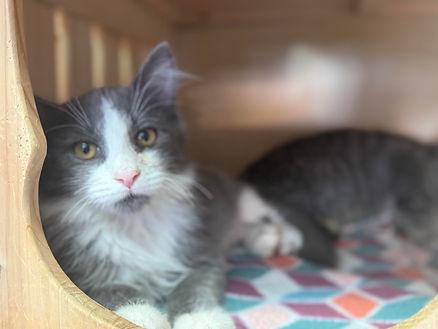 Sherlock, the kitten, at Hearts Alive Village Cat Cafe.  Image by Christianne Klein. 