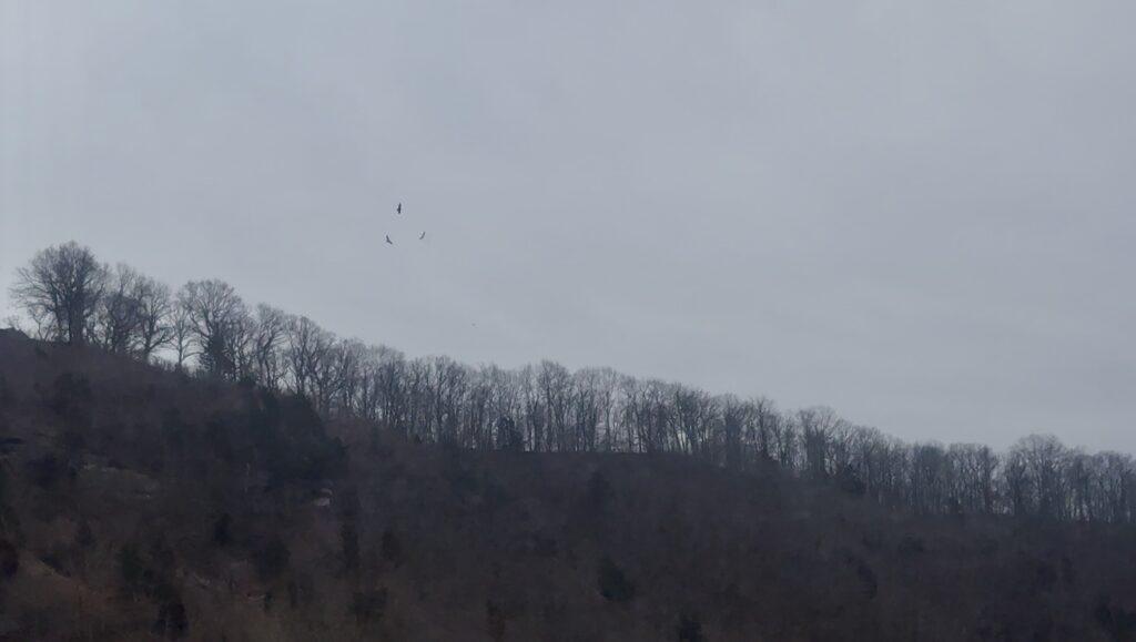Bald eagles soaring overhead The Miss Augusta.  Image by Christianne Klein