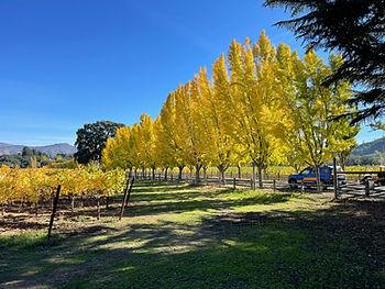 Changing leaves in Napa Valley, California