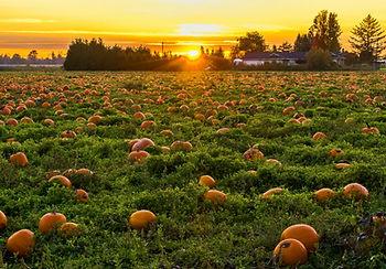 Pumpkins in a pumpkin patch.  Image by James Wheeler.