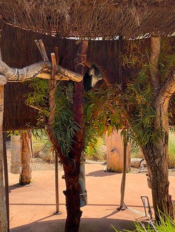 Our first koala sighting at the Werribee Open Range Zoo.  Image by Christianne Klein.  